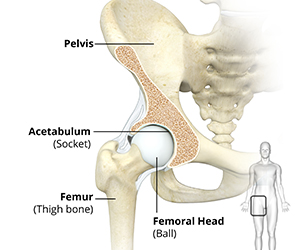Hip Anatomy