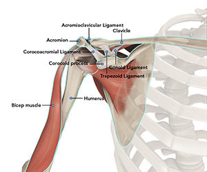 Shoulder Anatomy